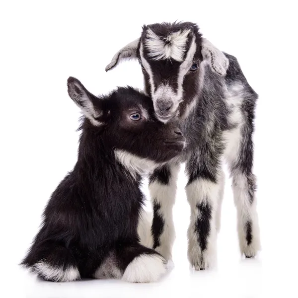 Farm animal goats isolated — Stock Photo, Image