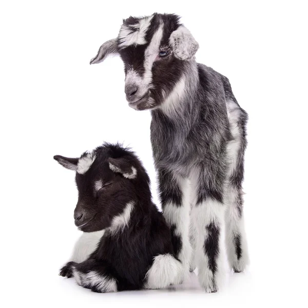 Two newborn goat — Stock Photo, Image