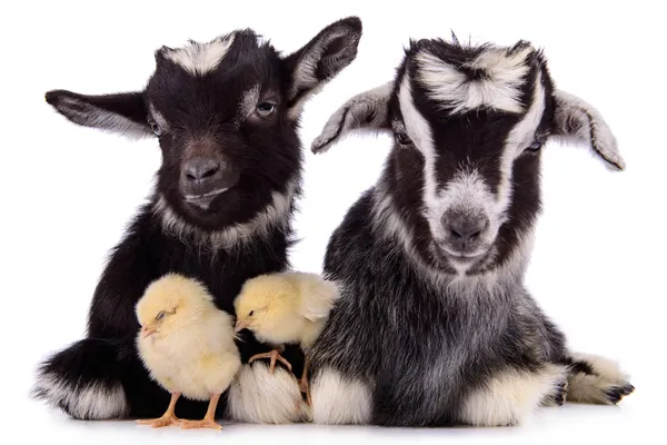 Goats and chickens — Stock Photo, Image