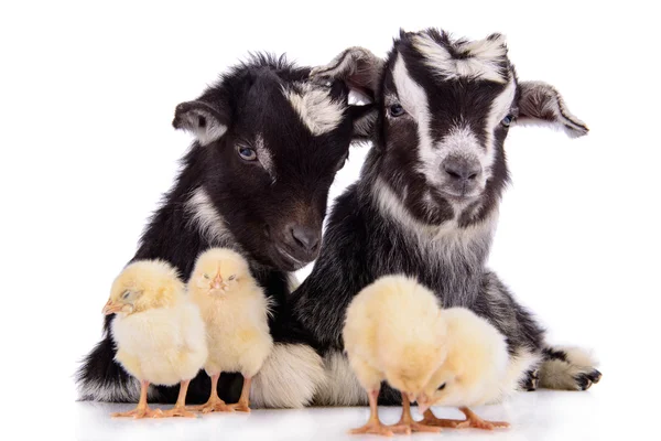 Goats and chickens — Stock Photo, Image