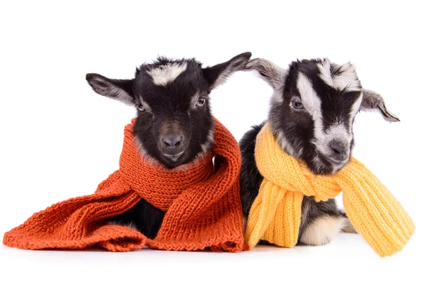 Boerderij dieren geit geïsoleerd — Stockfoto