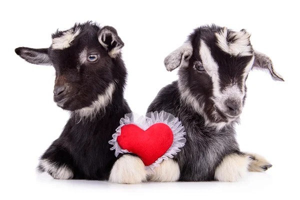 Goats with heart — Stock Photo, Image