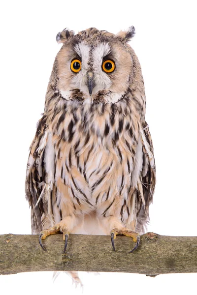 Bird owl isolated — Stock Photo, Image