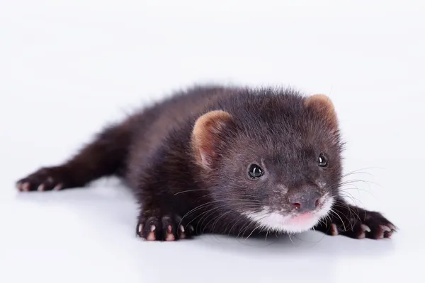 Kleine knaagdieren ferret — Stockfoto