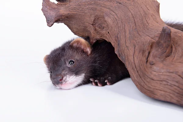 Pequeno furão-roedor — Fotografia de Stock