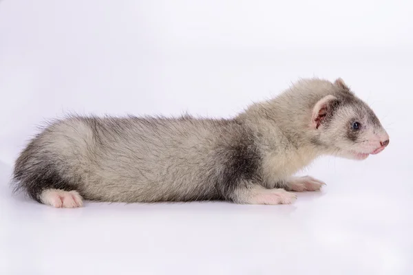 Pequeno roedor de animais — Fotografia de Stock