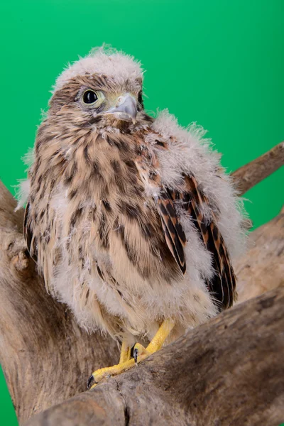 Mladá holka jestřáb — Stock fotografie