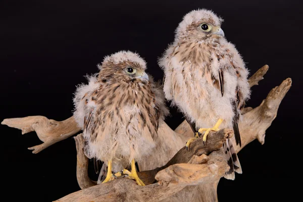 Young chick hawk — Stock Photo, Image