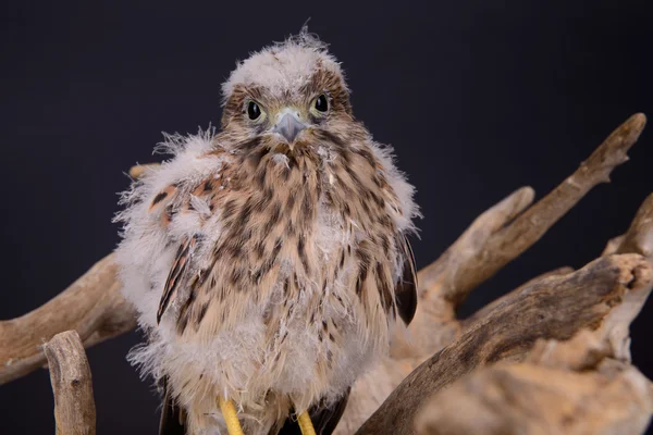 Jonge chick hawk — Stockfoto