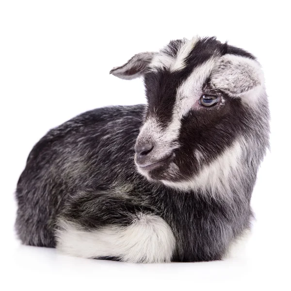 Farm animal goat isolated — Stock Photo, Image