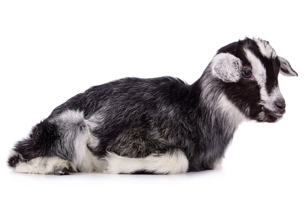 ファーム動物ヤギの分離 — ストック写真