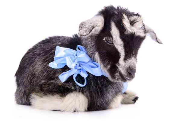 Goat with ribbon — Stock Photo, Image