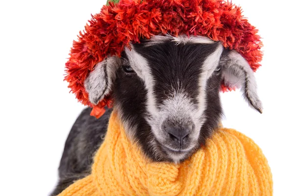 Farm animal goat isolated — Stock Photo, Image