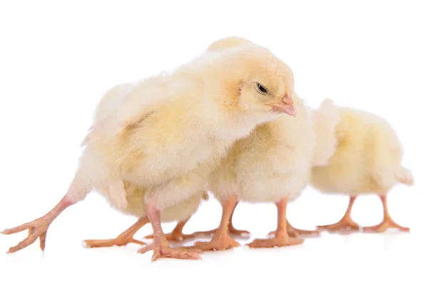 Newborn chickens isolated — Stock Photo, Image