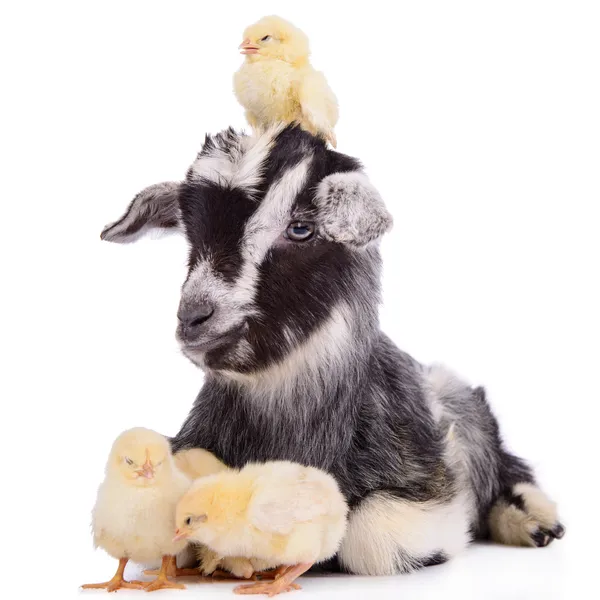 Goat and chickens — Stock Photo, Image