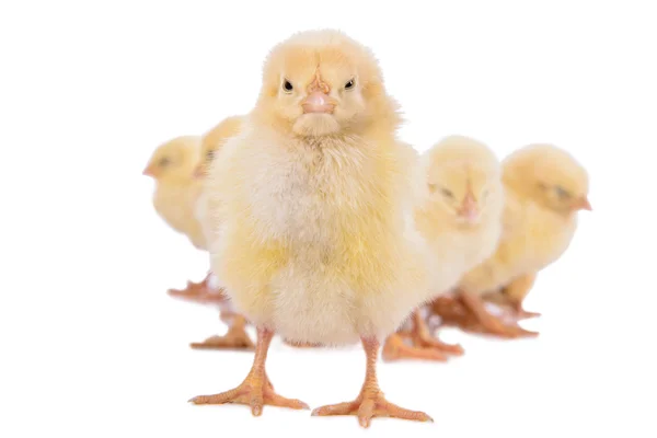 Yeni doğan tavukların izole — Stok fotoğraf