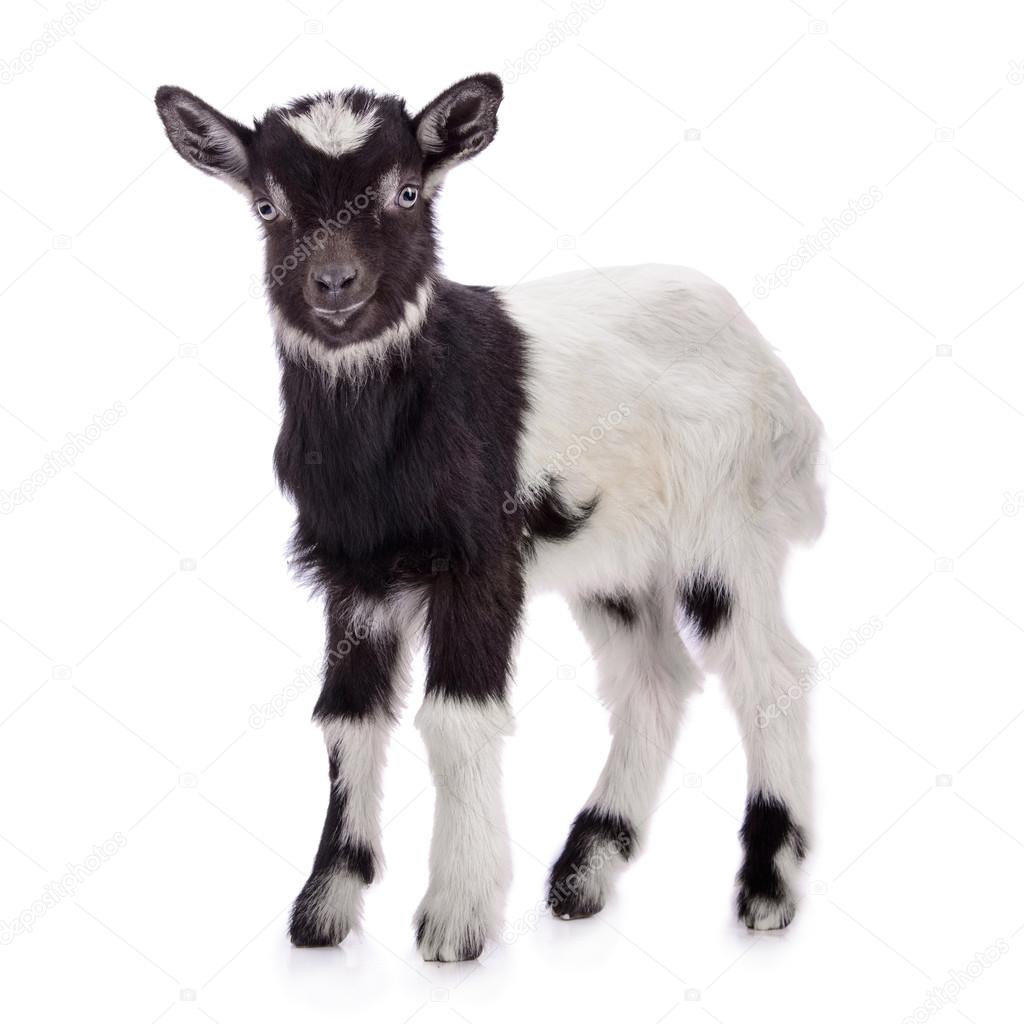 Chevre Noire Images Libres De Droit Photos De Chevre Noire Depositphotos Chevre Noire Images Libres De Droit Photos De Chevre Noire Depositphotos