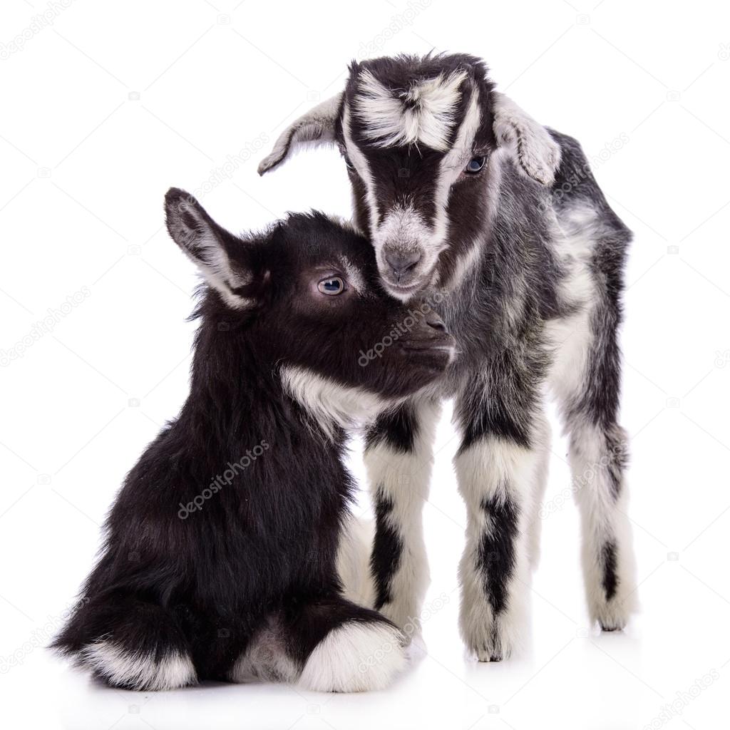 farm animal goats isolated