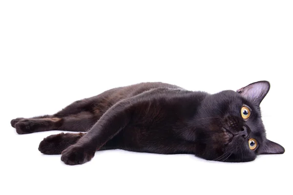 Adulto gato preto — Fotografia de Stock