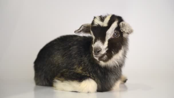 Newborn goat lying — Stock Video