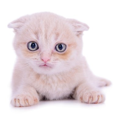 İskoç kırmızı kedi doğurmak