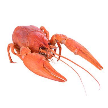 haşlanmış kırmızı kerevit 