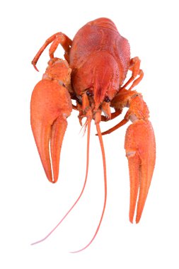 haşlanmış kırmızı kerevit