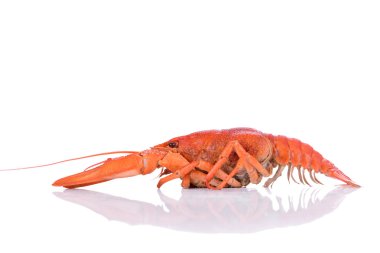 haşlanmış kırmızı kerevit