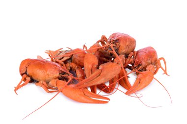 haşlanmış kırmızı crawfishes