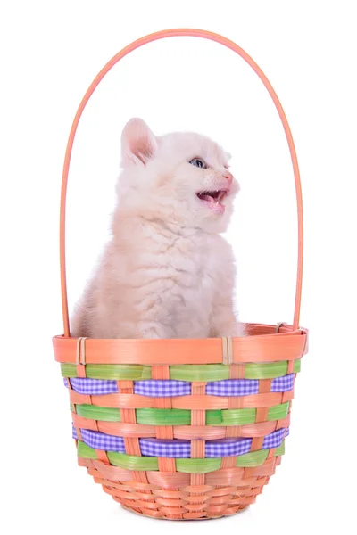 Gattino rosso nel cestino — Foto Stock