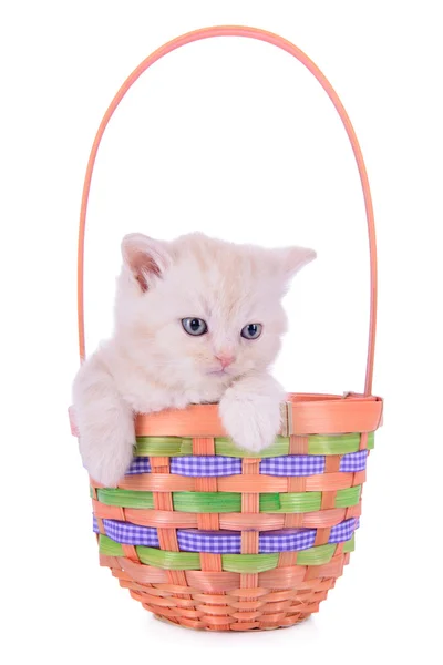 Gattino rosso nel cestino — Foto Stock