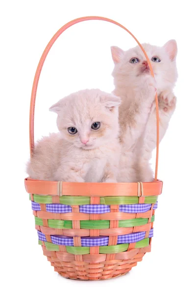 Zwei Kätzchen im Korb — Stockfoto