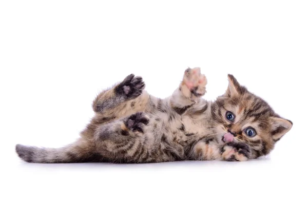 Gatinho listrado raça escocesa — Fotografia de Stock