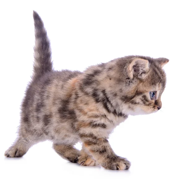 Kleine Schotse kitten — Stockfoto