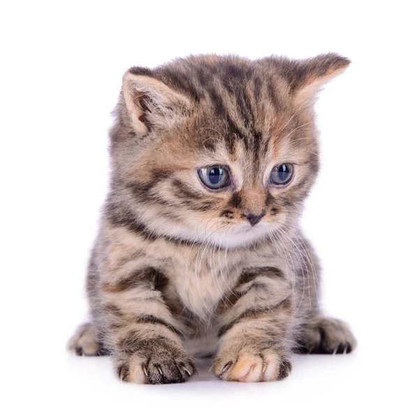 Pequeno gatinho escocês — Fotografia de Stock