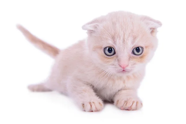 Gatinho vermelho raça escocesa — Fotografia de Stock