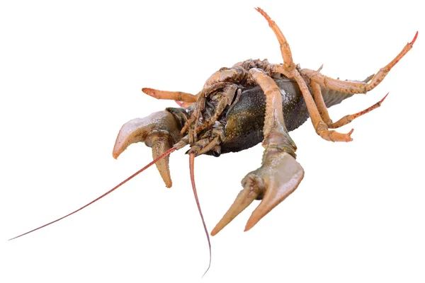 Live animal crawfishes — Stock Photo, Image