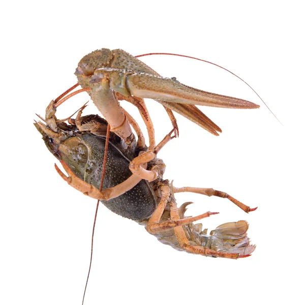 Canlı hayvan crawfishes — Stok fotoğraf
