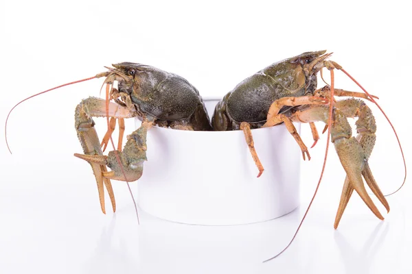 Live animal crawfishes — Stock Photo, Image