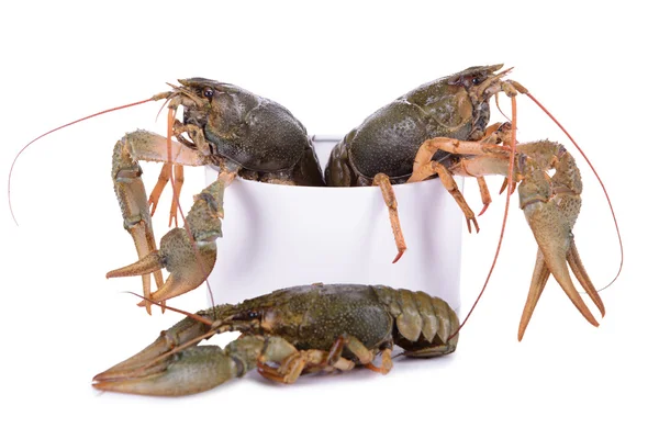 Live animal crawfishes — Stock Photo, Image