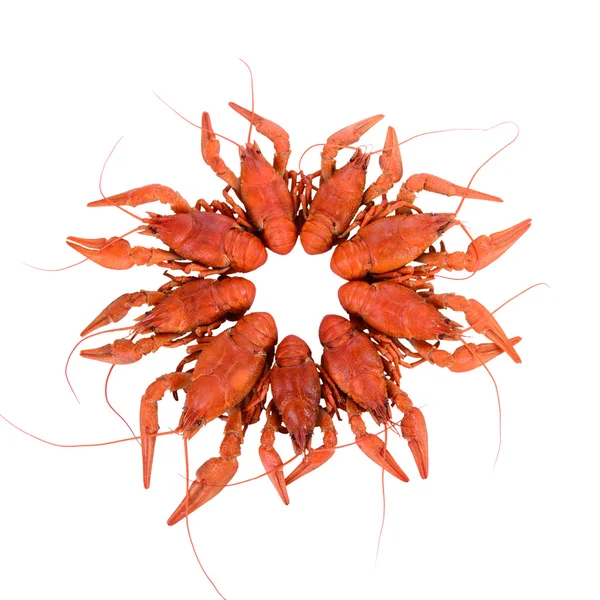 Gotowane crawfishes czerwony — Zdjęcie stockowe