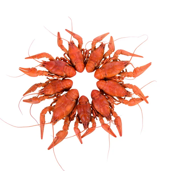 Gekookte rode crawfishes — Stockfoto