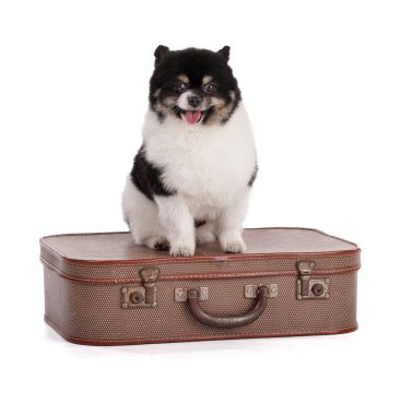 Beyaz arka planda siyah beyaz bir Pomeranian 'ın portresi.