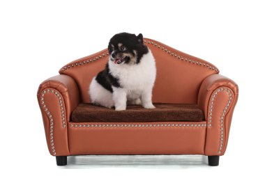 Beyaz arkaplanda siyah-beyaz bir Pomeranian portresi