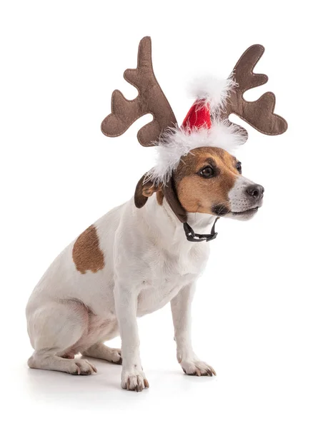 Jack Russell Für Die Weihnachtsfeiertage Studio Auf Weißem Hintergrund — Stockfoto