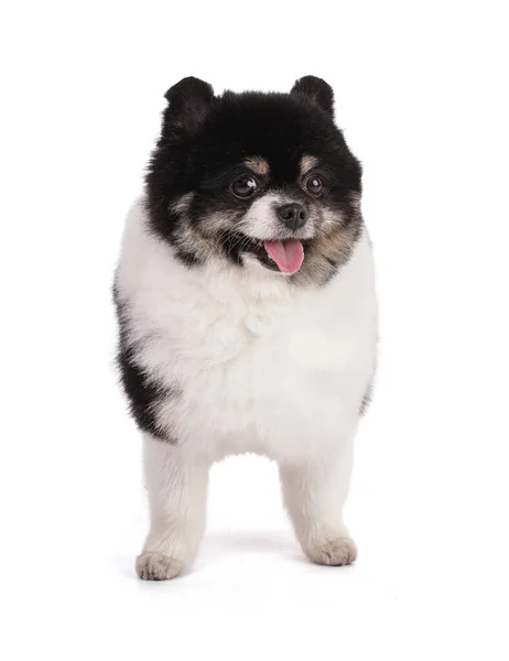 Portrét Černobílého Trpaslíka Pomeranian Bílém Pozadí — Stock fotografie