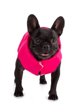Beyaz arka planda pembe ceketli bir Fransız Bulldog portresi.