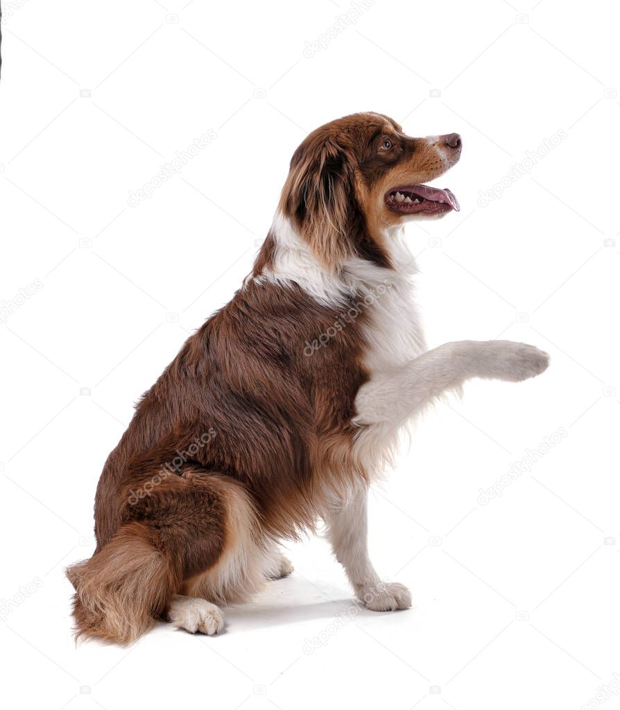 Portrait of an Australian Shepherd sitting and pawing on a white background