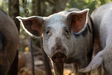 Ormandaki meraklı domuzlar