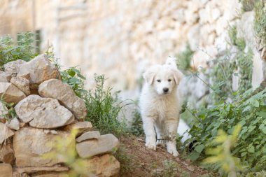 Pyrenean dağ köpeği, patou, gelecekteki çoban, açık hava